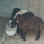 چهار راس بره پرواری46تومن