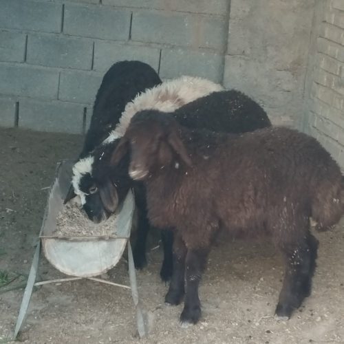 چهار راس بره پرواری46تومن