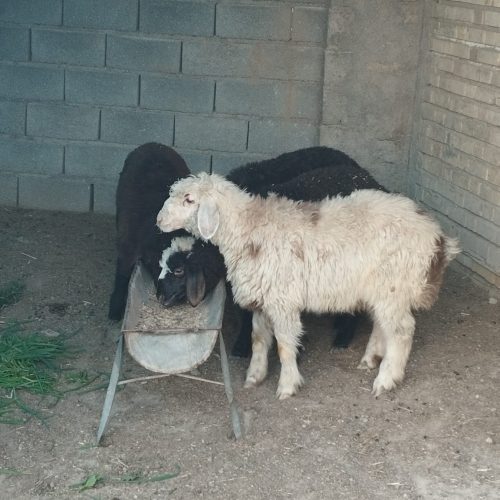 چهار راس بره پرواری46تومن