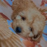 سگ اگر بخوایید با وسیله