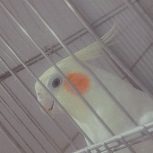 عروس هلندی نر