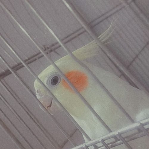 عروس هلندی نر