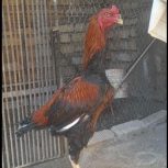 خروس لاری اصل افغان