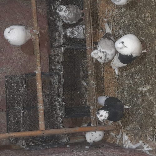 کفتر ها همه یکجا