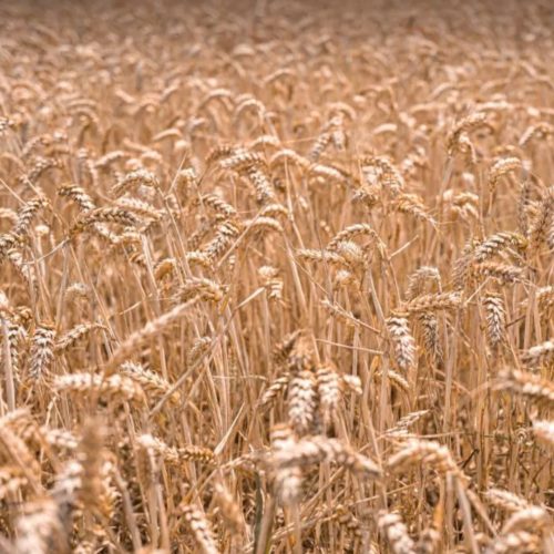 فروش زمین کشاورزی قابل تقدیر برای ویلا یا مرغداری ودامداری