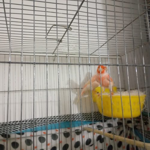 قناری مولد با تخم