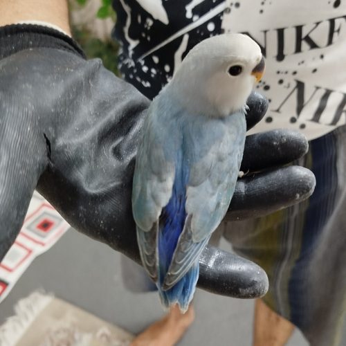 کوتوله نژاد دار