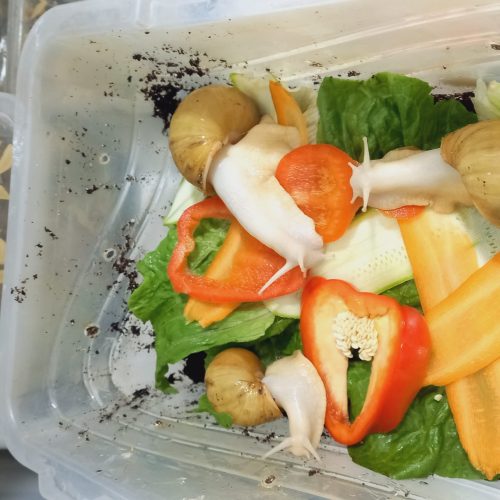 حلزون اچاتینا