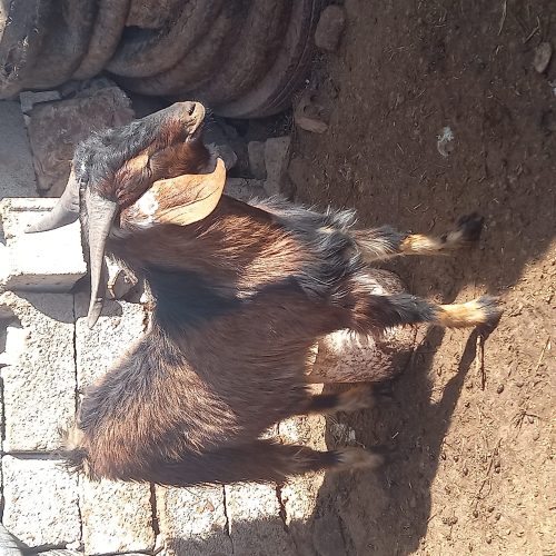 نری پاکستانی