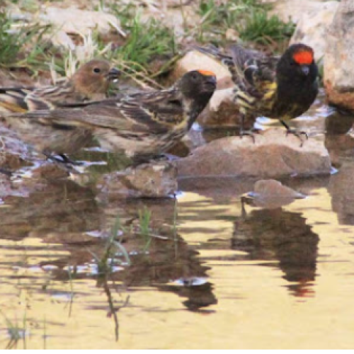 گلبسرنر مست. جفتی قناری