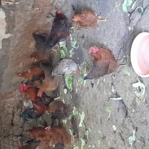 مرغ تخم گذار