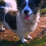 فروش سگ پاکوتاه ماده