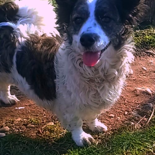 فروش سگ پاکوتاه ماده