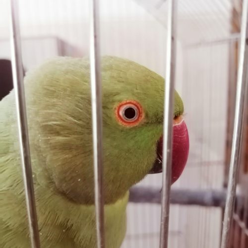 جفت طوطی ملنگو کارداده ضمانتی معاوضه هم دارم