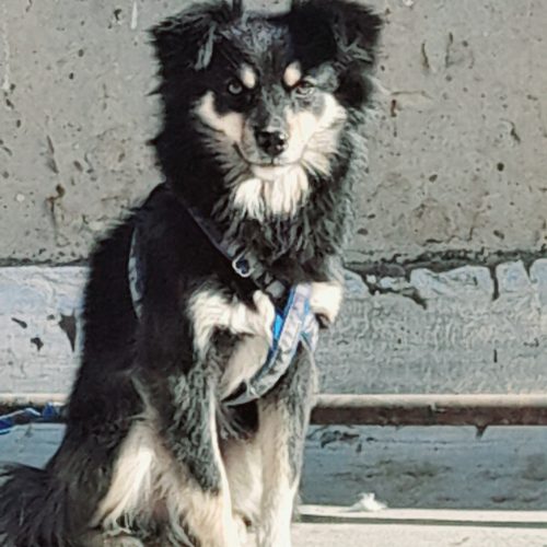 1 جفت پاپی نروماده خوشگل سالم و بازیگوش .معاوضه با پرنده .