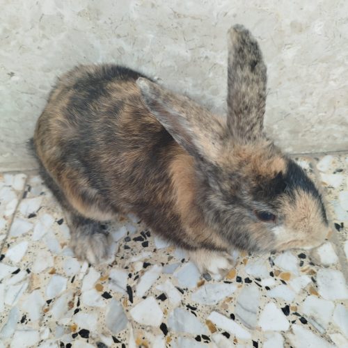 خرگوش حامله معاوضه با عروس هلندی دستی