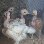 جوجه محلی گردن  لخت