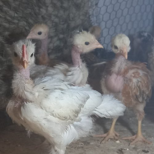 جوجه محلی گردن  لخت