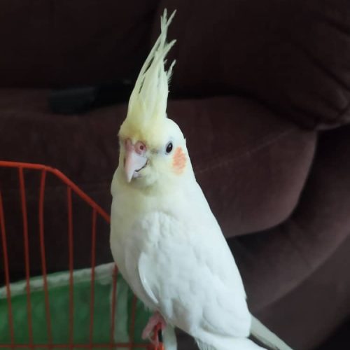 فروش عروس هلندی نر و ماده