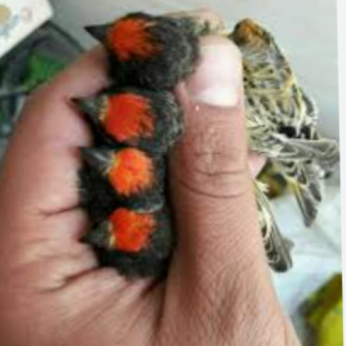 گلبسرنر مست. جفتی قناری