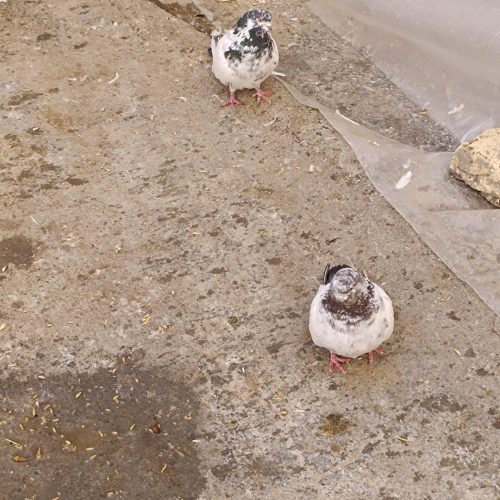 کله دمی نوک قنار