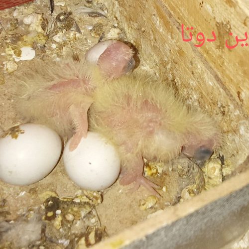 عروس هلندی مولد با جوجه