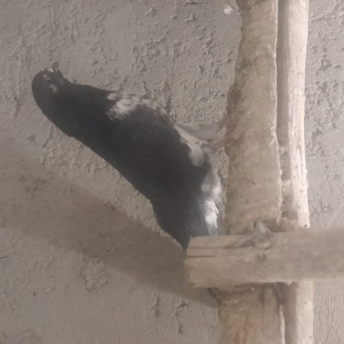 کبوتر سوسکی نر بلند پرواز