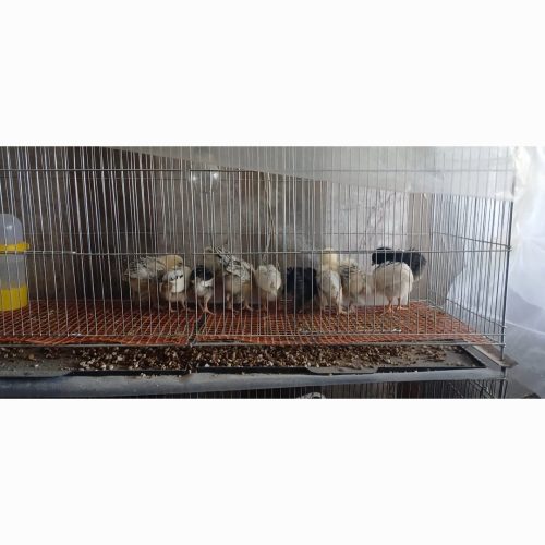 جوجه امپراتور برهما.نژاددارتزیینی