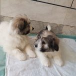 دوعدد توله‌سگ‌بهسرپرستی‌واگذارمیشود