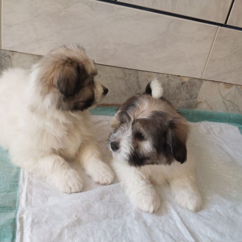 دوعدد توله‌سگ‌بهسرپرستی‌واگذارمیشود