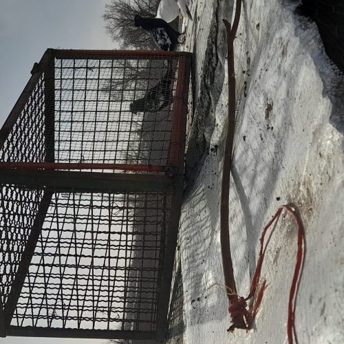 قفس تور کلکی