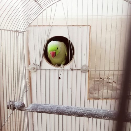 جفت طوطی ملنگو کارداده ضمانتی معاوضه هم دارم