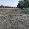 زمین کشاورزی