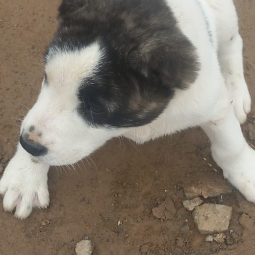 توله‌سگ‌افغان