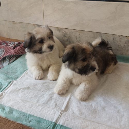 دوعدد توله‌سگ‌بهسرپرستی‌واگذارمیشود