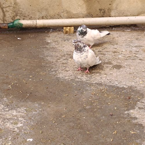 کله دمی نوک قنار