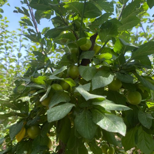 تخفیف جزیی پای معامله