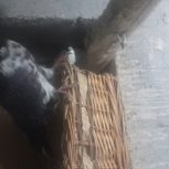 کبوتر سوسکی نر بلند پرواز