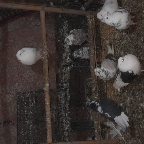 کفتر ها همه یکجا