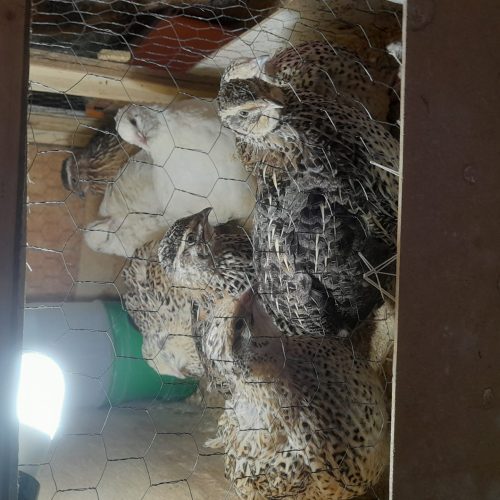 بلدرچین