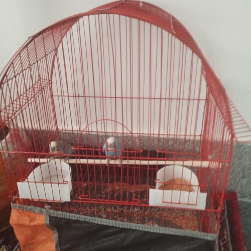 دو عدد مرغ عشق نر ماده همراه قفس