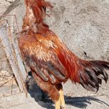 خروس لاری اصل نسل دار