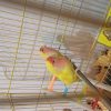 جفت طوطی برزیلی مولد همراه تخمهایش