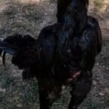 خروس لاری 4عدد