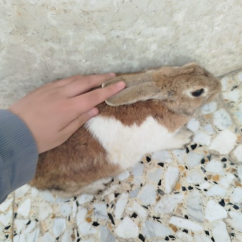 خرگوش حامله معاوضه با عروس هلندی دستی