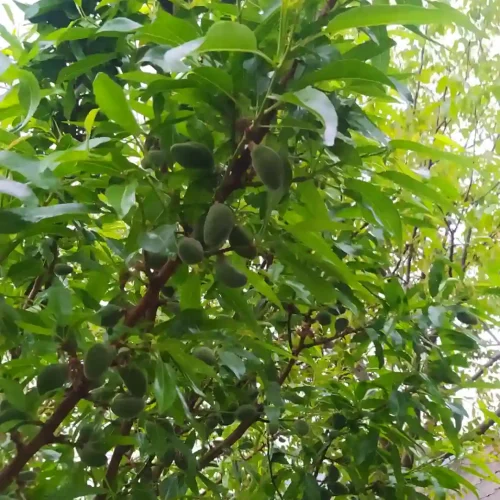باغ