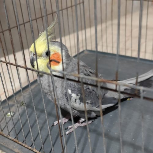 پرنده عروس نر و ماده