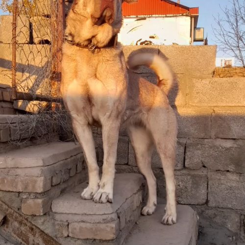سگ ماده نژاد ویکتوریا