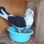 چند جفت کبوتر اصیل ذات قدیم