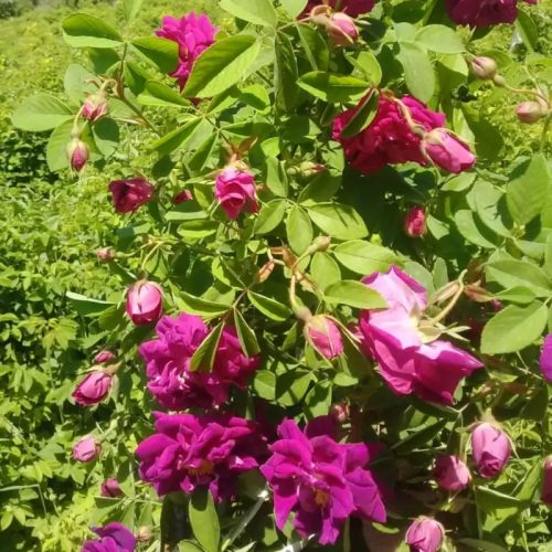 نهال گردو و بادام